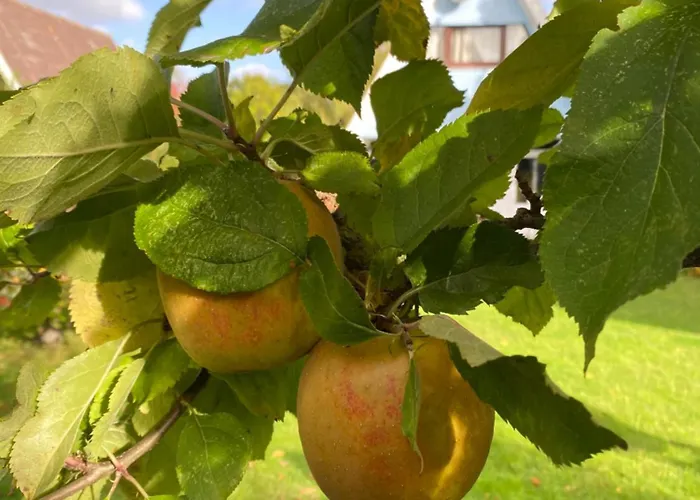 Seemoewe Vakantiehuis Damp