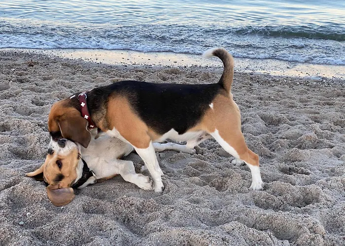 Vakantiehuis Seemoewe Damp