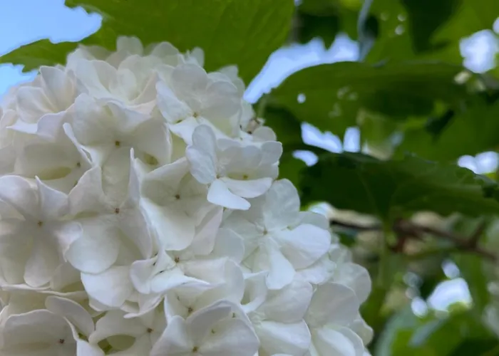 Seemoewe Vakantiehuis